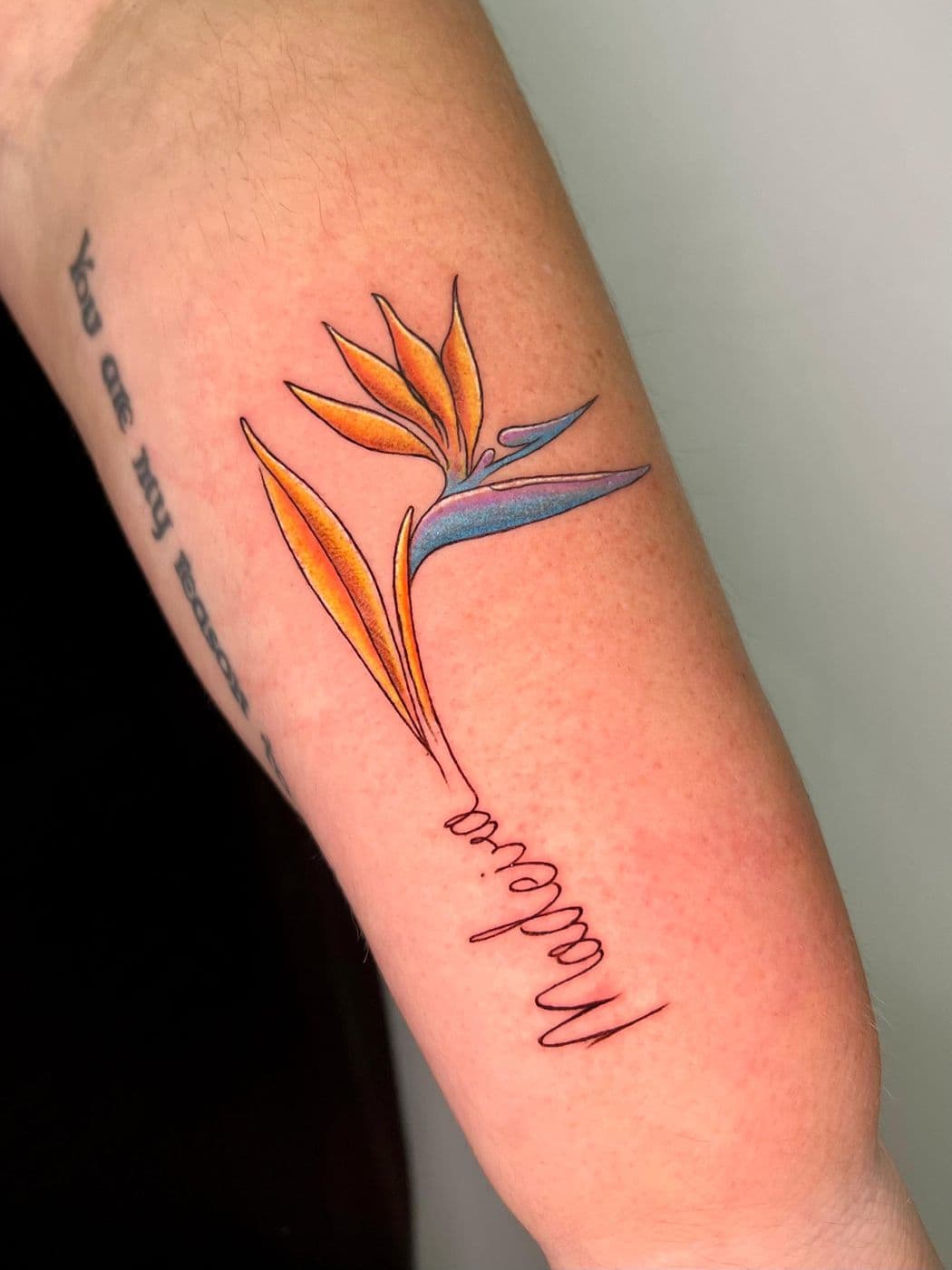 Strelitzia, in colour