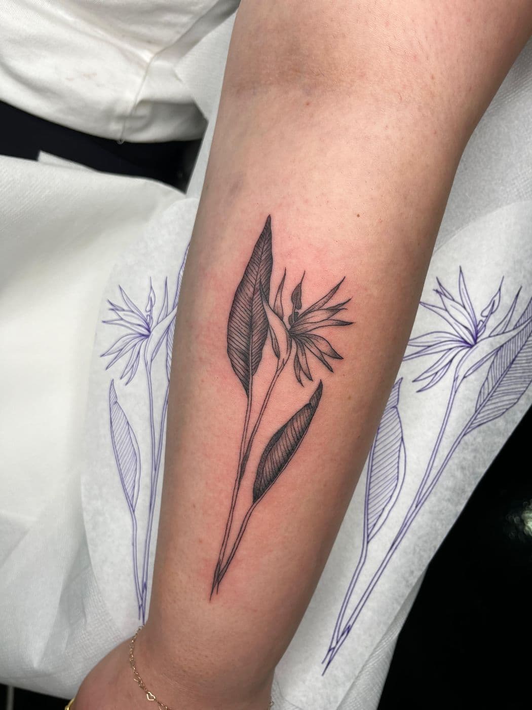 Strelitzia and its leaf