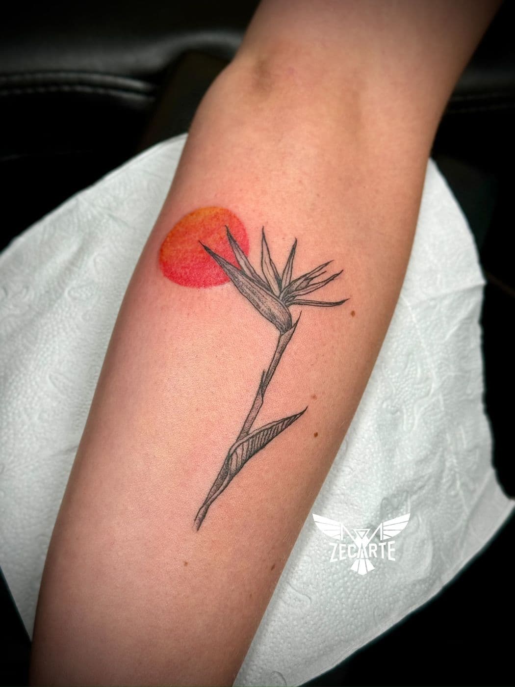 Strelitzia and a red sun