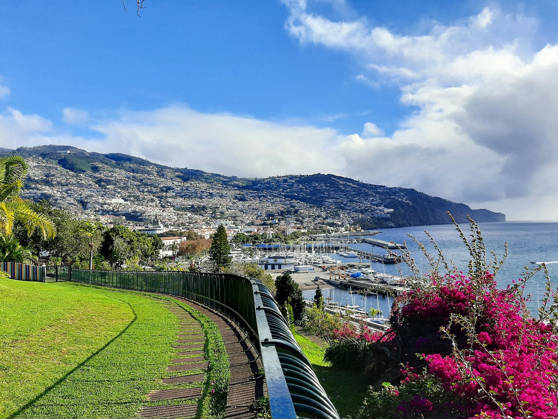 Funchal bay seen from above, with bougainvillea in bloom