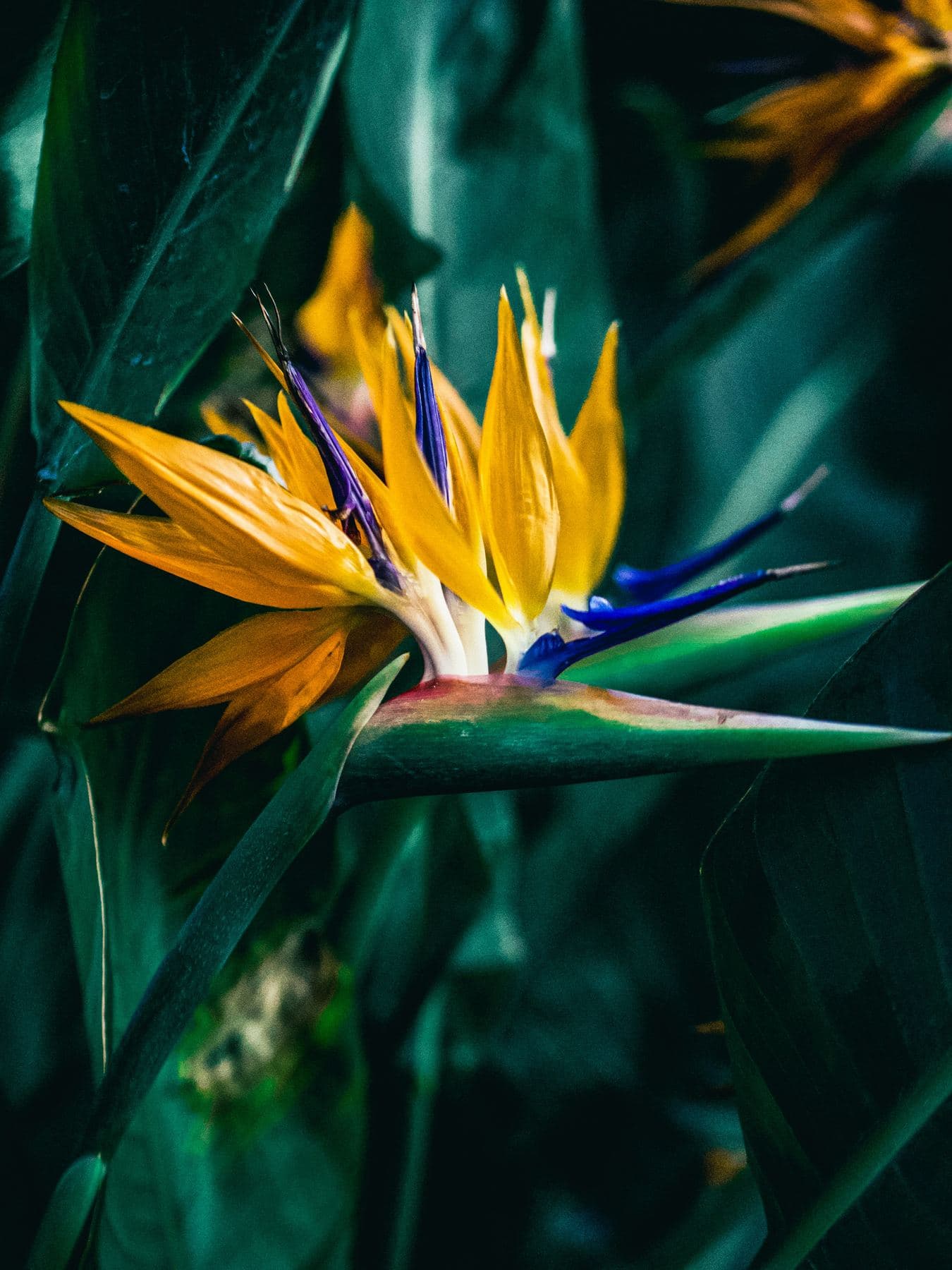 Flora and fauna
